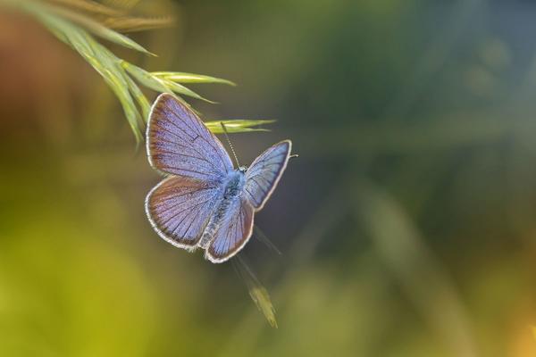 La farfalla sulla roccia