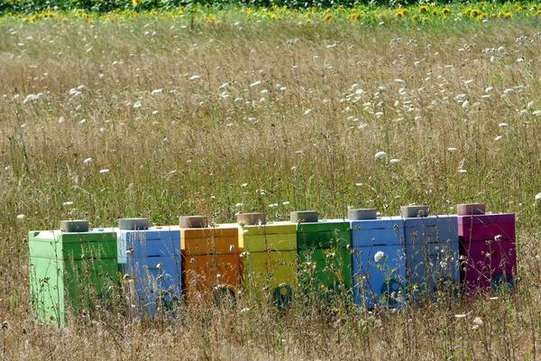 Come le api: il segreto della salute sta anche nella varietà alimentare