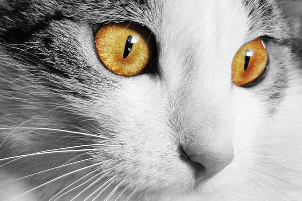 La magìa segreta del gatto: amore, gioco e cura