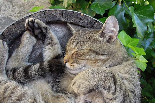 Sonno: perché rigenera l'energia vitale