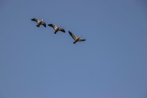 Diabete: il killer che gambizza e colpisce il cuore